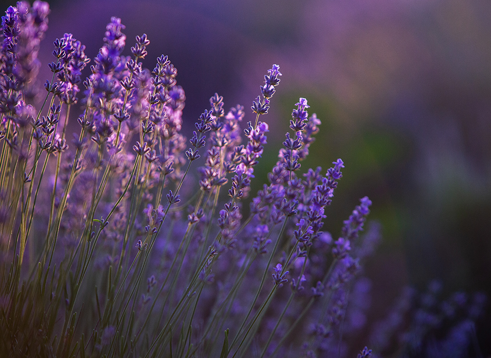Tetrahydrolinalool